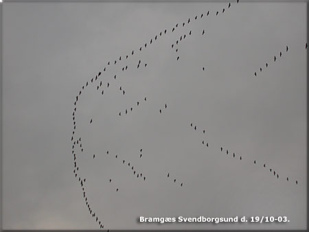 Bramgs p vej gennem Svendborgsund mod vest