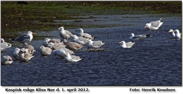 Kaspisk mge  Klise Nor d. 1. april 2012. Foto: Henrik Knudsen Du kan sge efter den kaspiske mge p billedet og klikke for strre billede nr du har fundet den ;-)