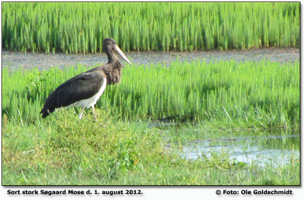 Sort stork Sgaard Mose Foto: Ole Goldschmidt 