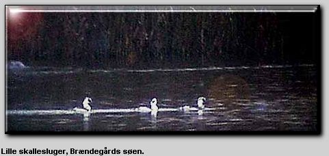 3 hanner af Lille skallesluger på Brændegaards søen den 1. dec. 2000. EE-foto.