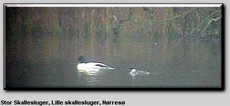 Stor skallesluger han & Lille skallesluger hun, Nørresøen den 1 .dec. 2000. EE-foto