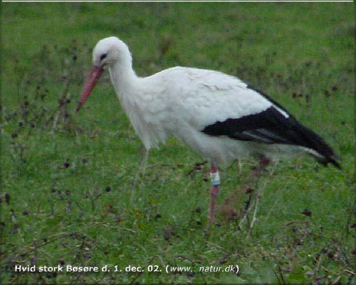 Hvid stork ved Bsre, stfyn den 1. dec 02. 