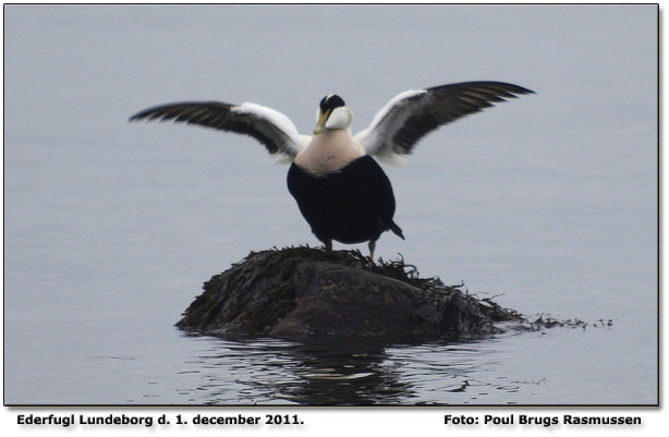 Ederfugl ved Lundeborg fotograferet af Poul Brugs Rasmussen