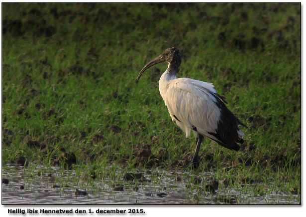 Hellig ibis