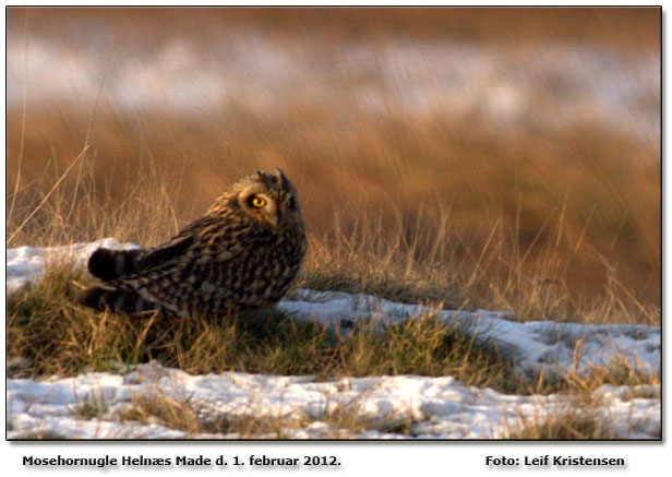 Mosehornugle Helns made Foto: Leif Kristensen