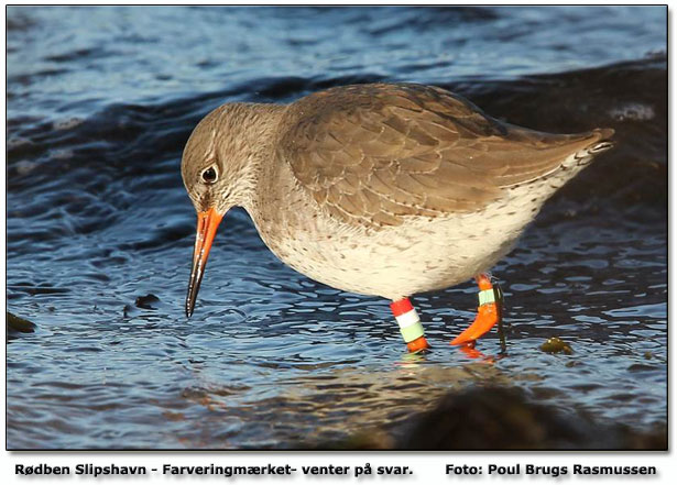 Rdben           Foto: Poul Brugs Rasmussen