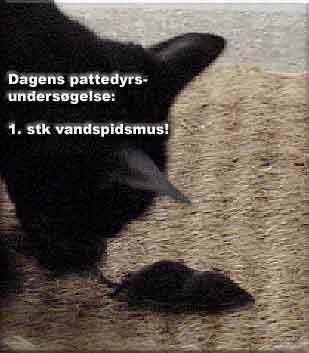 Katten Boris leverer dagens melding til pattedyrundersgelsen. 1 stk vandspidsmus, Svendborg