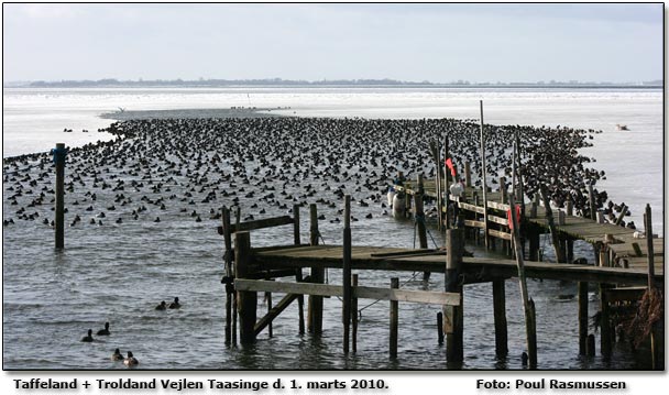 Indlbet til havnen fotograferet af Poul Rasmussen