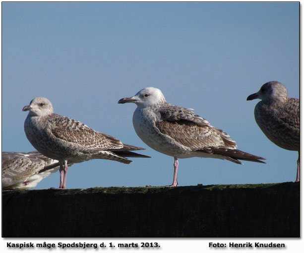 Kaspisk mge set dagen fr i Bagenkop og nu d. 1. marts 2013 ved Spodsbjerg. Foto: Henrik Knudsen