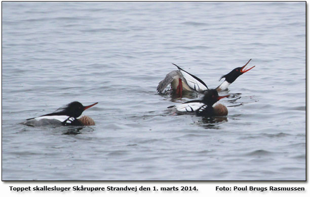 Toppet skallesluger Foto: Poul Brugs Rasmussen