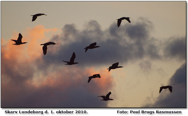 Skarver p vej mod syd p morgentrk/fourageringstrk.       Foto: Poul Brugs, Lundeborg