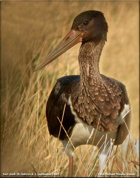 Sort stork 1k fotograferet af Michael Mosebo Jensen