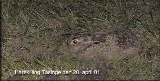 Harekilling, Tsinge