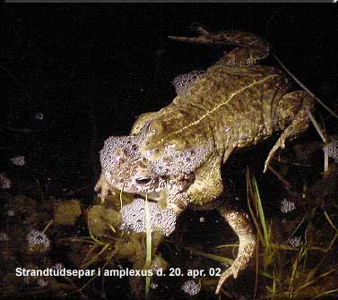 Bufo calamita i amplexus Knolden, Faaborg den 20 april 2002