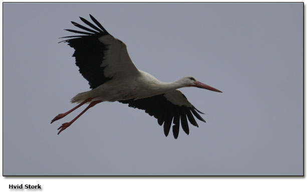 Hvid stork