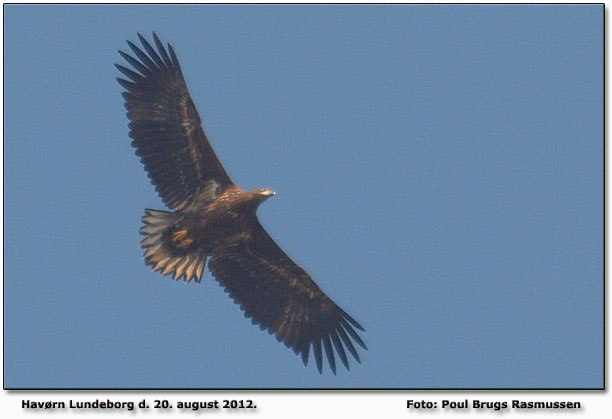 Havrn over Lundeborg.    Foto: Poul Brugs Rasmussen