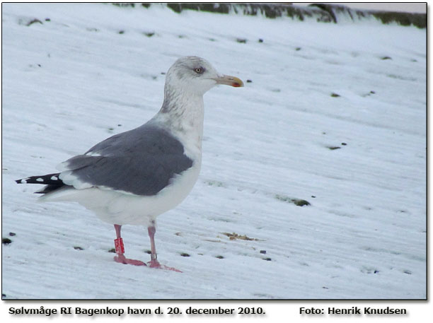 Mrkrygget Solvmge med ring fra sandsynligvis Hviderusland. Henrik Knudsen melder tilbage nr han fr svar fra ZM.  Foto: Henrik Knudsen