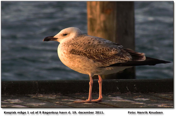 En kaspisk mge ud af 9 kaspiske mger fotograferet p Bagenkop havn mandag d, 19. december 2011 af Henrik Knudsen.