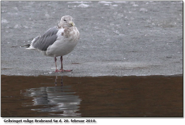 Gråvinget måge ved udløbet fra Brabrand Sø lørdag den 20. februar 2010.