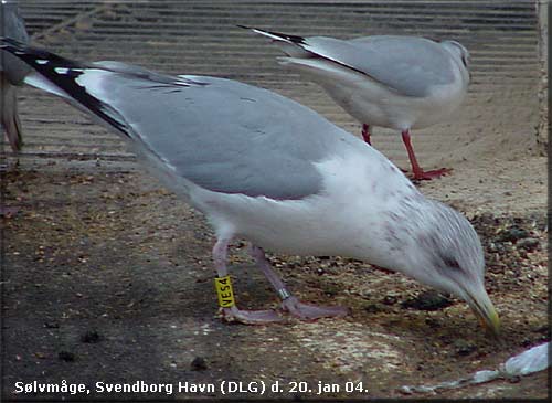 VES4 p havnen 