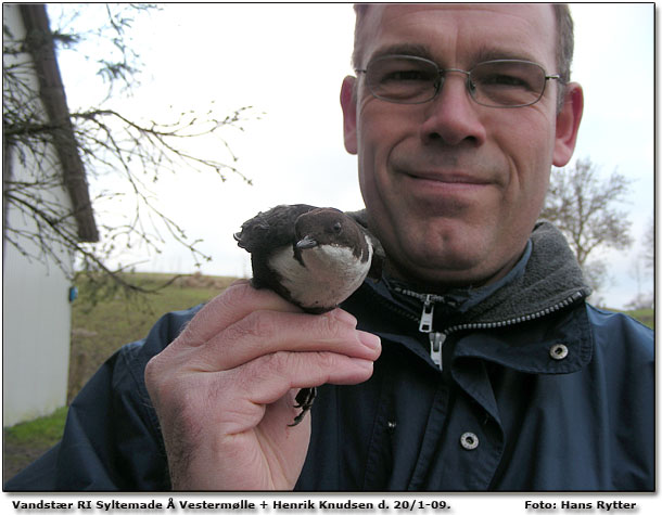 Henrik Knudsen med ringmrket vandstr fra Syltemade  d. 20. januar 2009