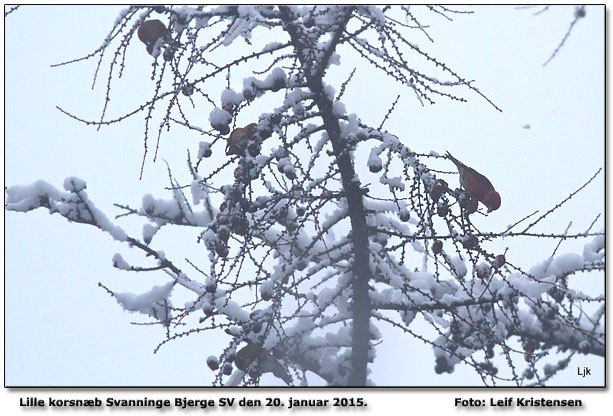 Lille korsnb den 20. januar 2015. Foto: Leif Kristensen