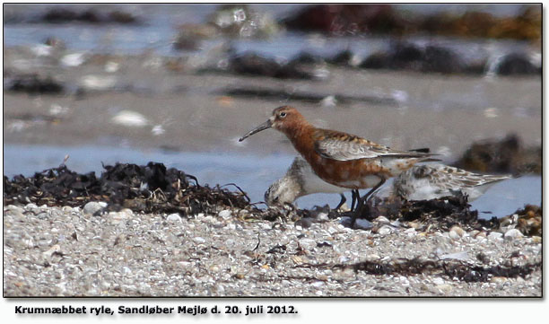 Krumnæbbet ryle og 2 sandløber Mejlø d. 20. juli 2012. 