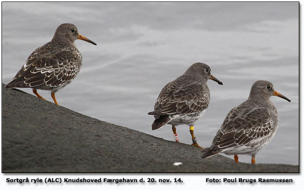 Sortgrå ryle      Foto: Poul Brugs Rasmussen