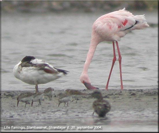 Lille flamingo nord for Odense