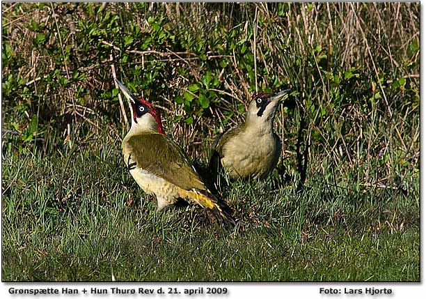 Ja, s er forlovelsen vist officiel… Behver jeg sige mere? ;-) Thur rev tirsdag 21/04 kl 18:23. Venlig hilsen Lars Hjort (fotografen)