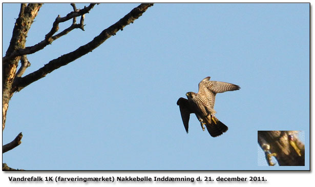 Vandrefalk 1K farvemrket Nakkeblle Inddmning