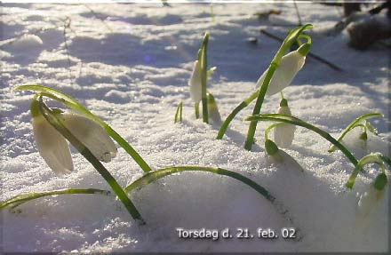 En flot snedkket torsdag den 21. februar 2002.