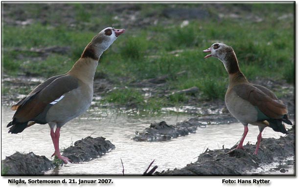 Nilgs i Sortemosen. Foto: Hans Rytter