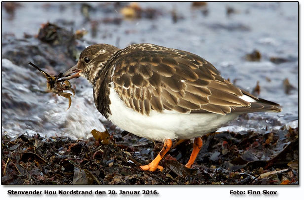 Stenvender Hou Nordstrand  Foto: Finn Skov