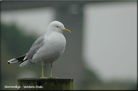 Stormmge, Snderborg