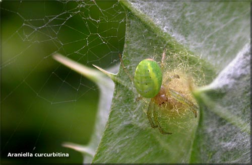 Araniella cucurbitina