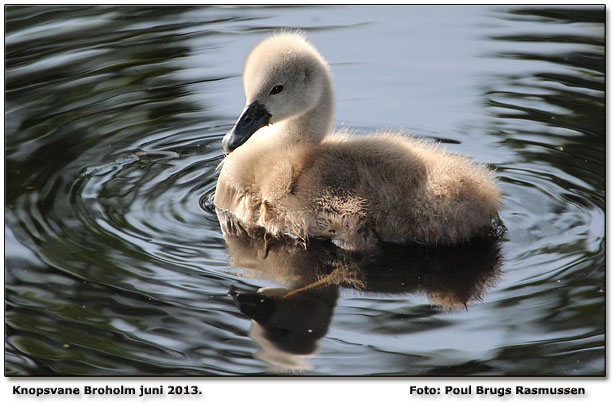 "Broholmer" Foto: Poul Brugs Rasmussen