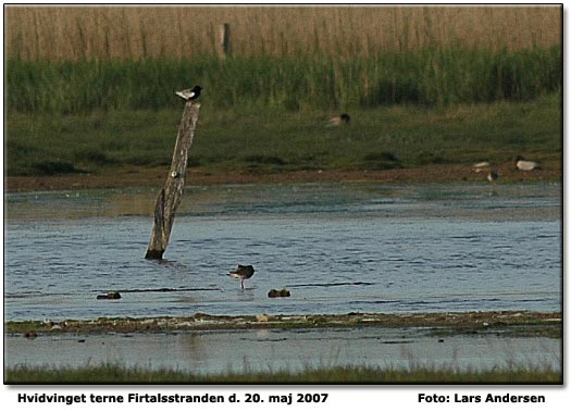 Hvidvinget terne        Foto: Lars Andersen