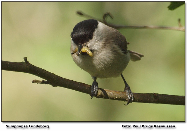 Mange fugleunger lige nu. Sumpmejse Foto: Poul Brugs Rasmussen