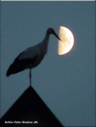 Stork fra Alsace