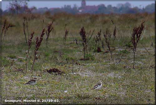 Snespurv, Monnet d. 21. oktober 03.