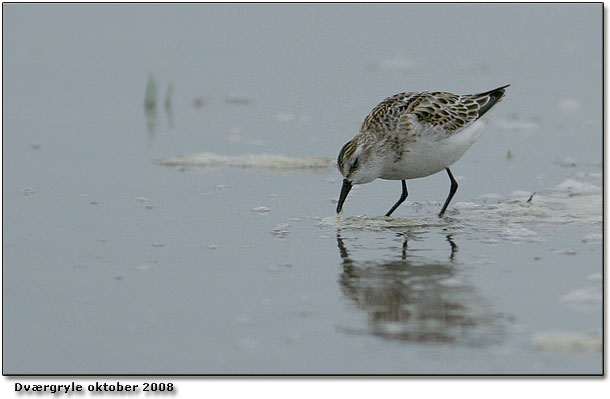 Calidris minuta Dvrgryle Rm d. 11. oktober 2008 Lakolk