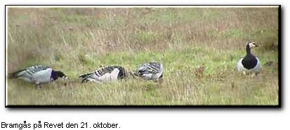 4 ud af 8 bramgs fotograferet gennem teleskop den 21. oktober 2000