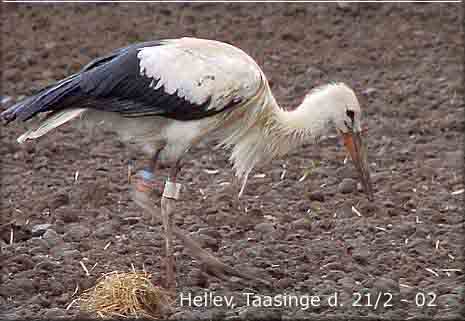 En af de 13 farveringmrkede storke p Taasinge den 21. september 02