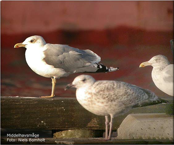 Ls mere om Middelhavsmge p Doffyn