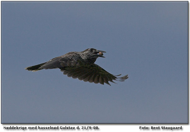 Endnu et bevis p at det er hasselndder, som flyves i depot. Foto: Bent Staugaard