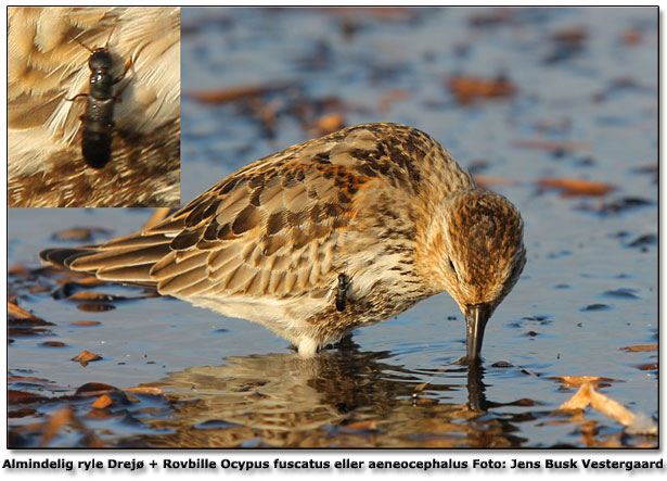 Jens Westergaard har taget dette foto ved Drej med en rovbille bestemt til af Ocypus fuscatus eller aeneocephalus, men hlder ogs en del til picipennis bestemt af  Palle Jrum og Viggo Mahler