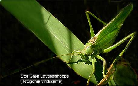 Stor Grn Lvgrshoppe (Tettigonia viridissima)