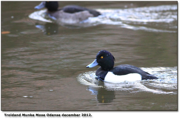 Troldnder Munke Mose d. 21. december 2012