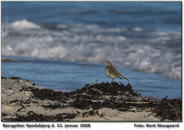 Bjergpiber Spodsbjerg havn Langeland          Foto: Bent Staugaard